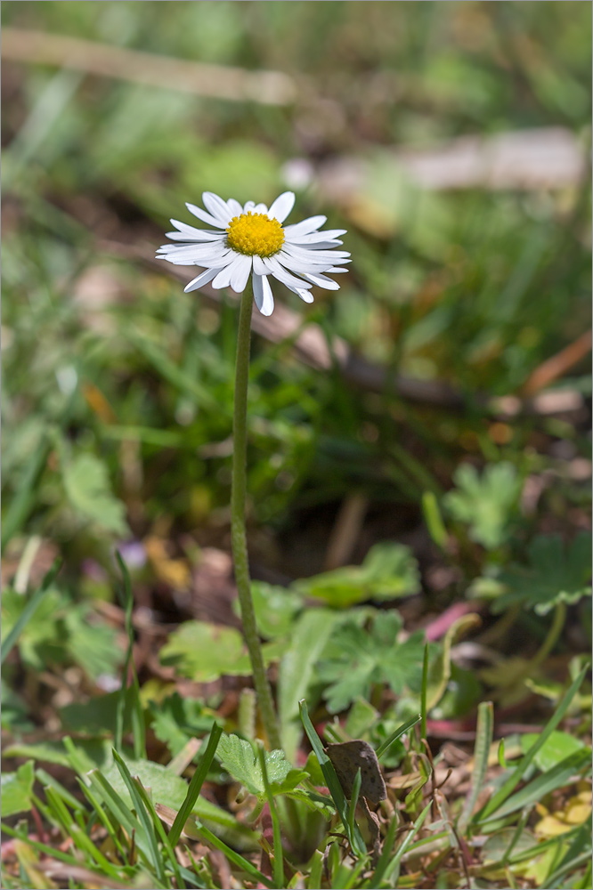 Изображение особи Bellis perennis.