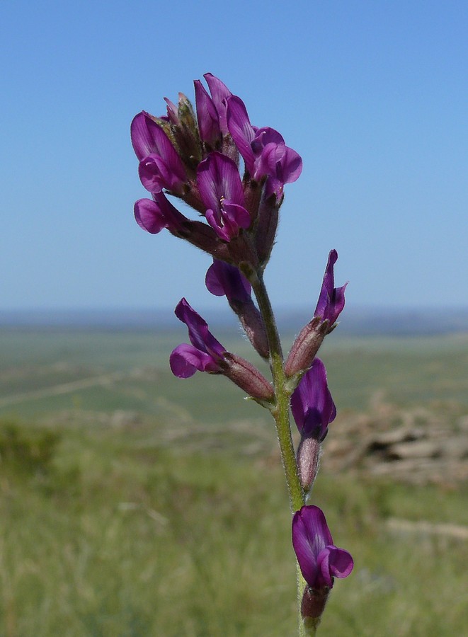 Изображение особи Oxytropis songarica.