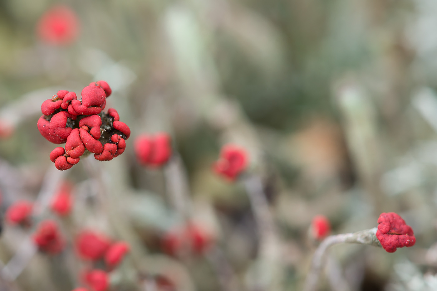 Image of Cladonia macilenta specimen.