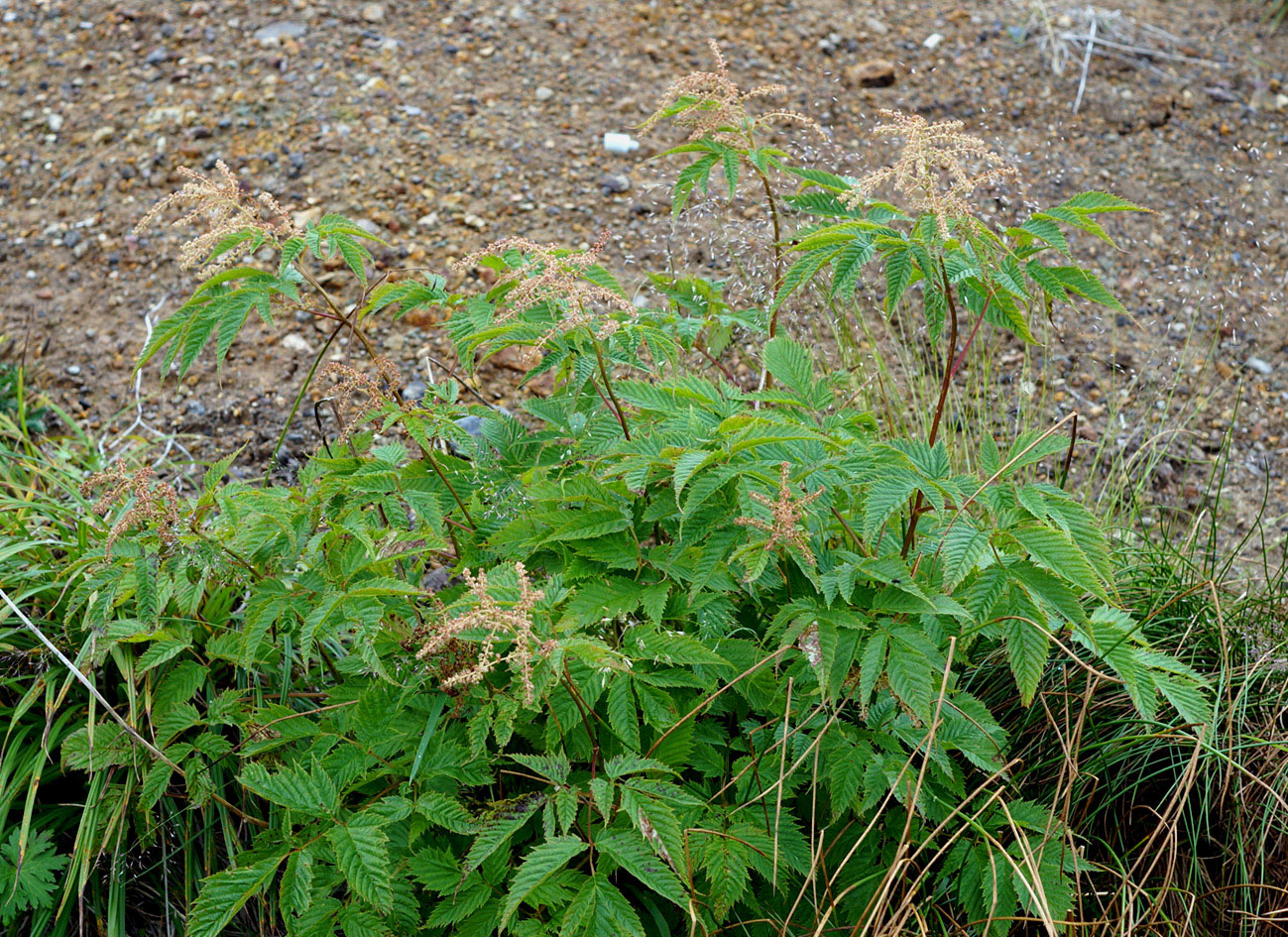 Изображение особи Aruncus dioicus.