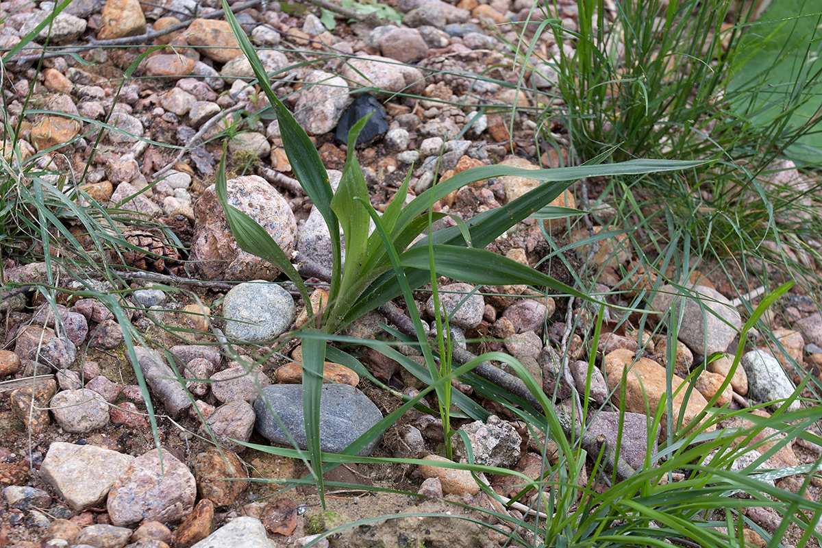 Image of Luzula pilosa specimen.