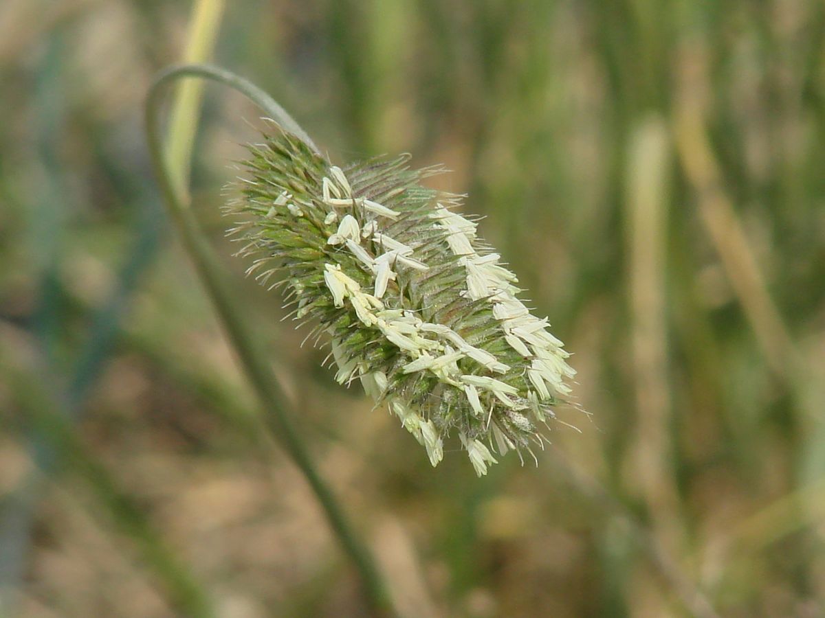 Изображение особи Agropyron cristatum.