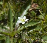 Parnassia palustris. Верхушка цветущего растения. Монголия, аймак Баян-Улгий, сомон Цэнгэл, хребет Монгольский Алтай, берег ручья Бага-Тургэний-Гол. 31.07.2008.