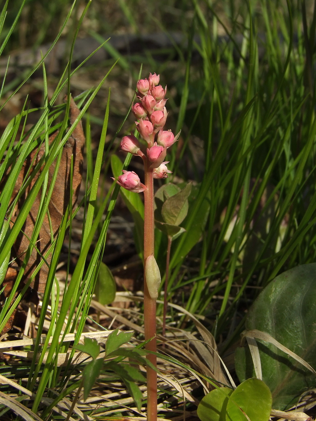 Image of Pyrola incarnata specimen.