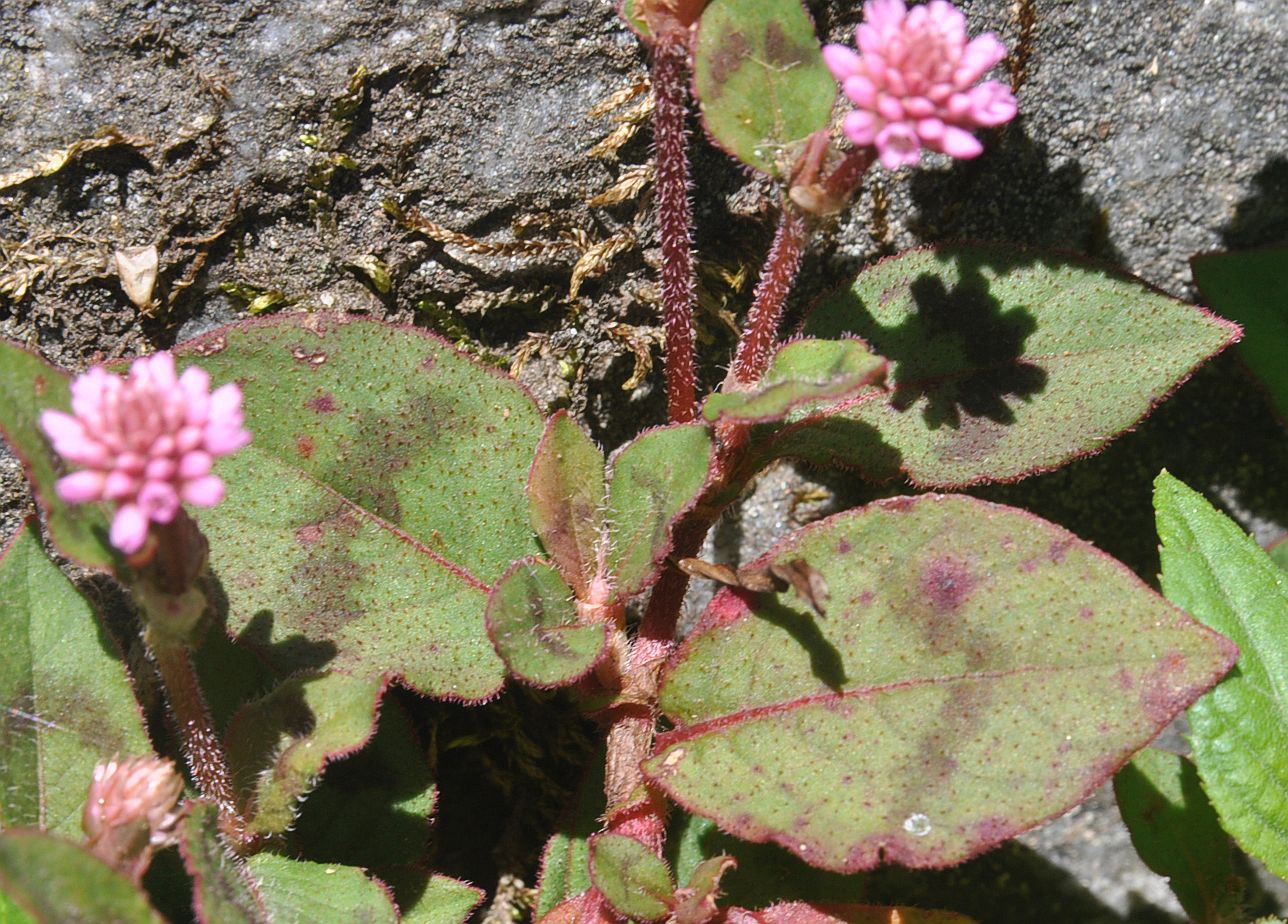 Image of Persicaria capitata specimen.