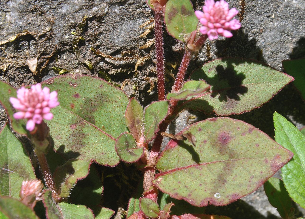 Изображение особи Persicaria capitata.