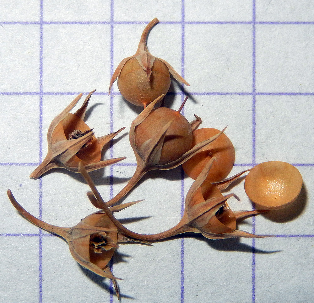 Image of Anagallis arvensis specimen.