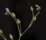 Spergularia fimbriata