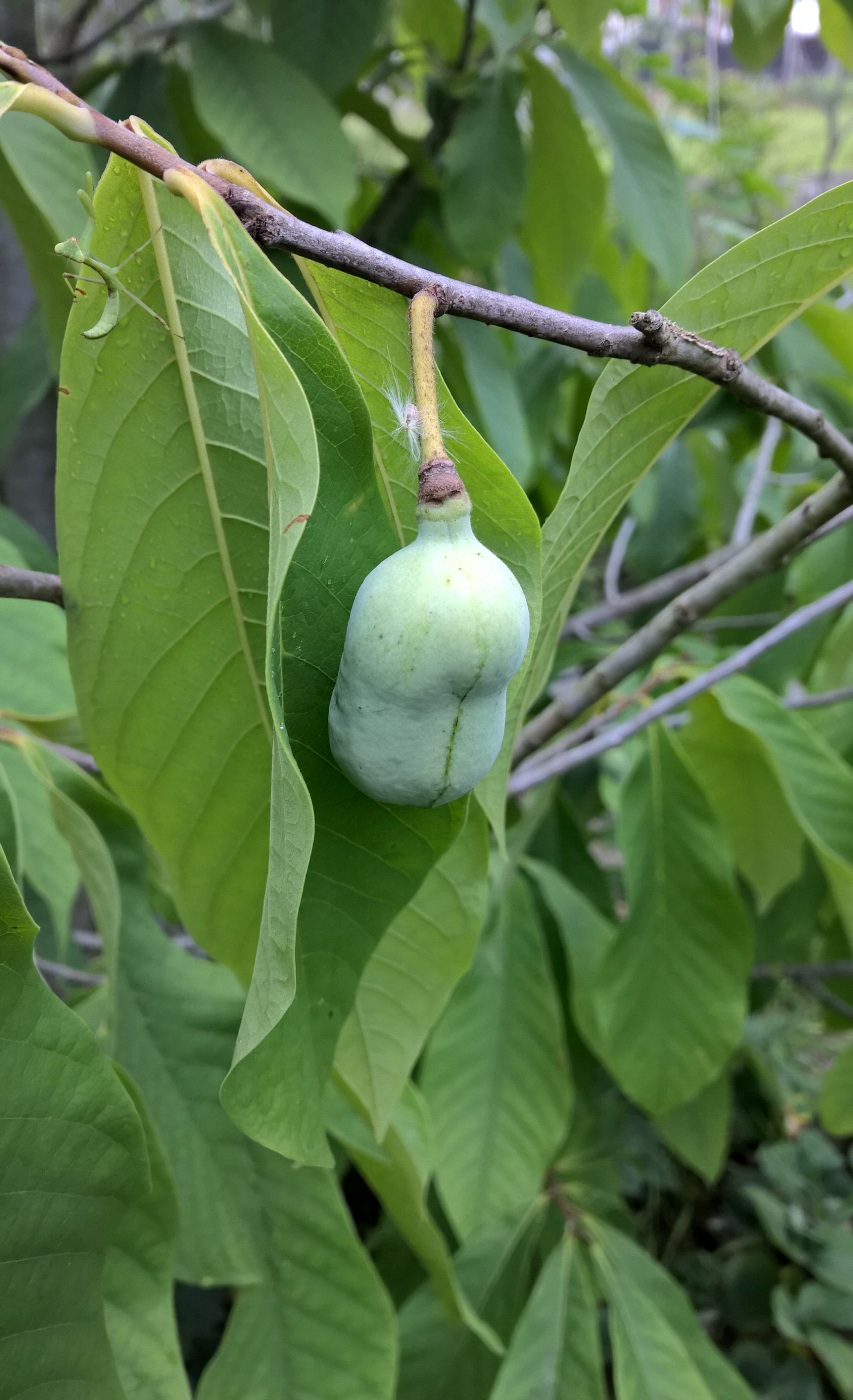 Изображение особи Asimina triloba.