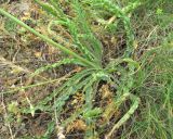 genus Scorzonera