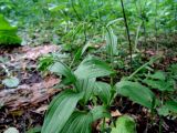 Epipactis helleborine. Верхушки расцветающих растений. Москва, Кусково, липово-кленовые посадки. 03.07.2018.