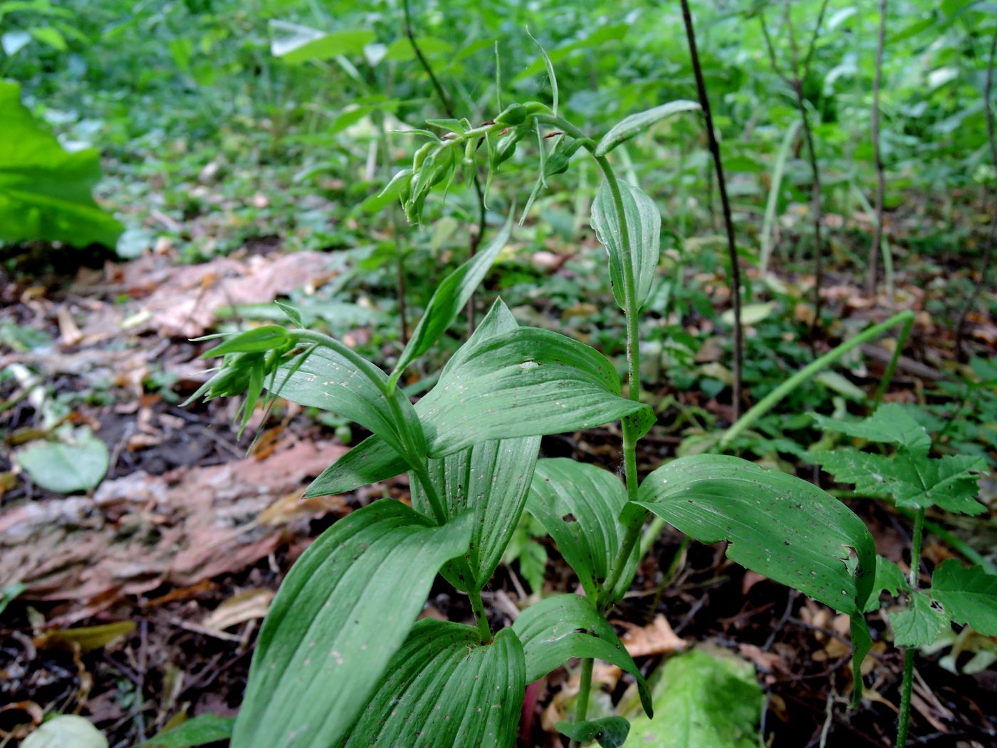 Изображение особи Epipactis helleborine.