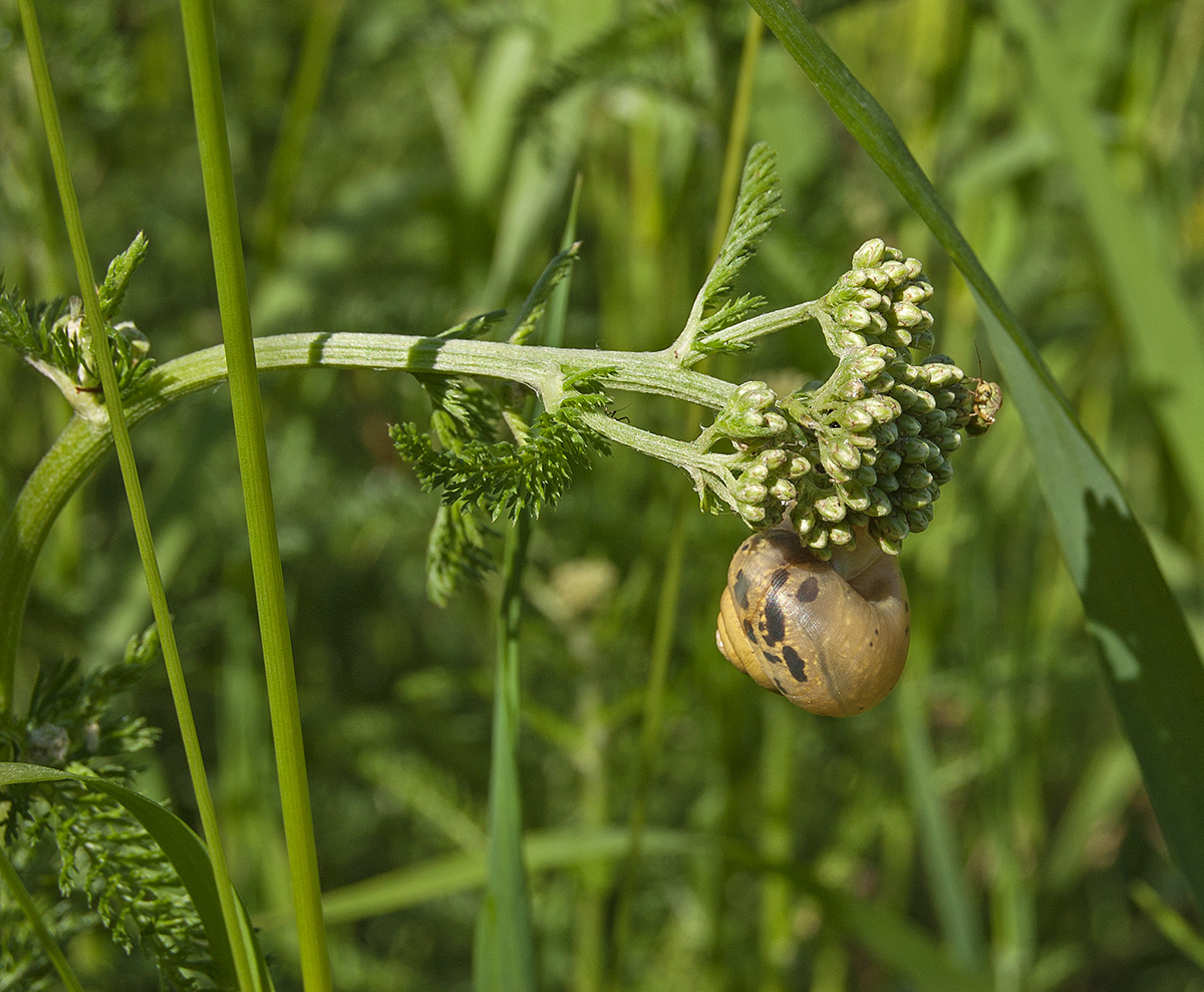 Image of Achillea millefolium specimen.