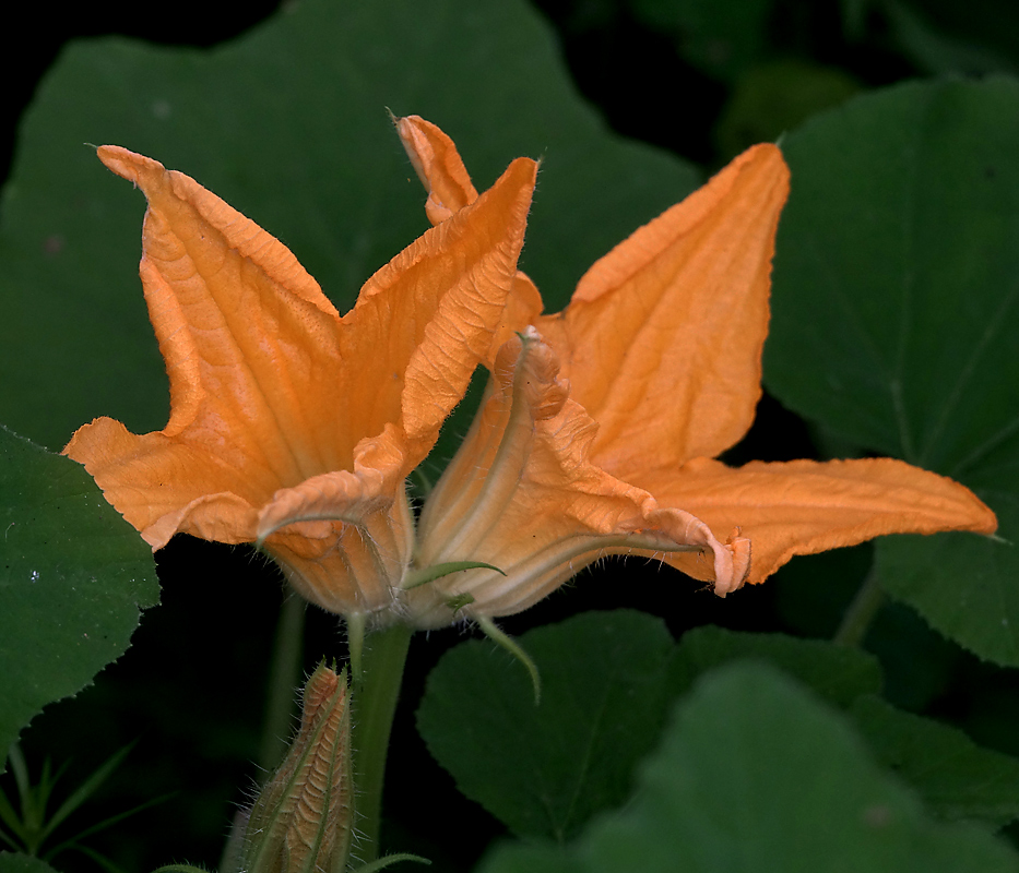 Изображение особи Cucurbita pepo.