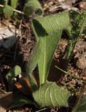 Inula oculus-christi