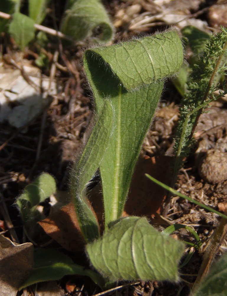 Изображение особи Inula oculus-christi.