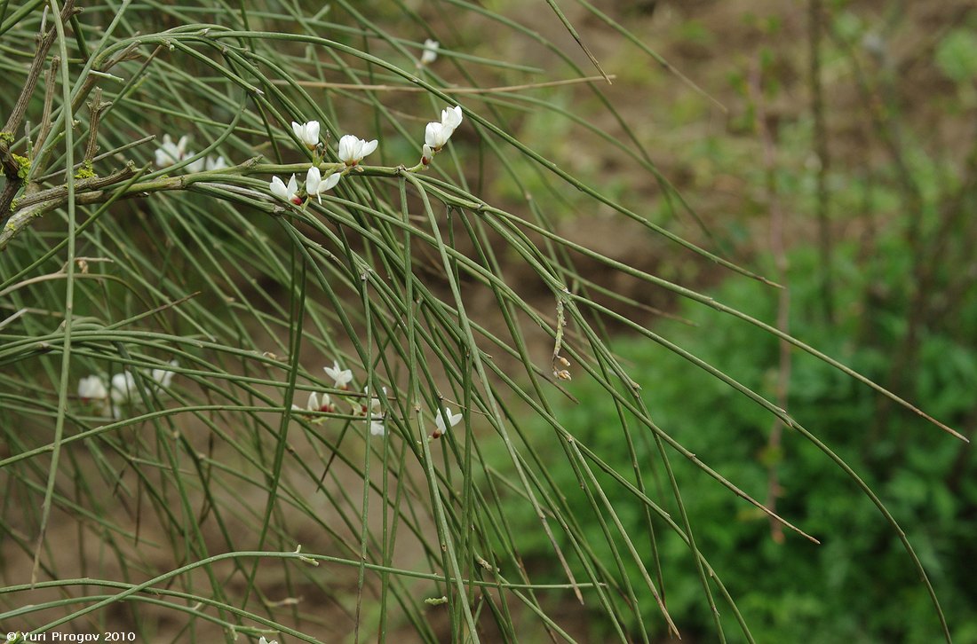 Изображение особи Retama monosperma.