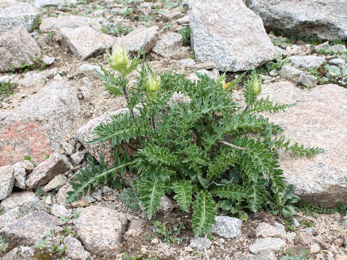 Image of Cirsium obvallatum specimen.