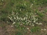 Galium saxatile. Цветущие растения. Нидерланды, провинция Drenthe, национальный парк Drentsche Aa, окр. деревни Oudemolen, вересковая пустошь. 13 июня 2010 г.