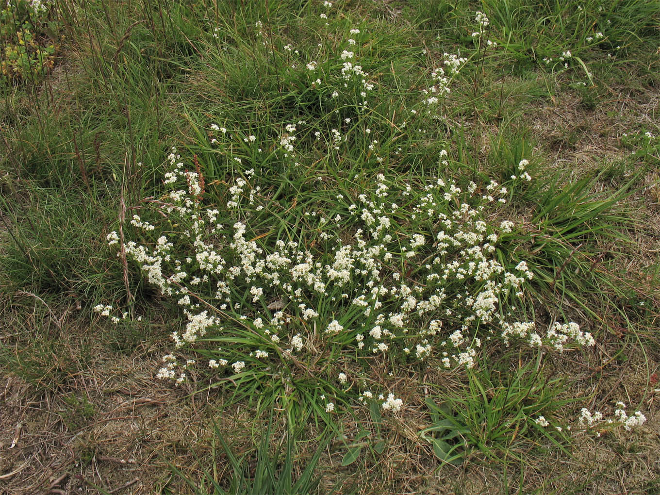 Image of Galium saxatile specimen.