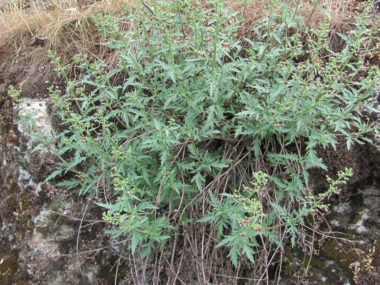 Image of Scrophularia rupestris specimen.