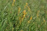 Hypericum linarioides