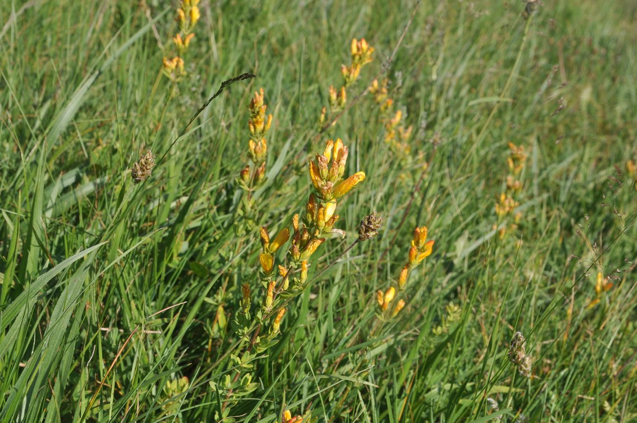 Image of Hypericum linarioides specimen.