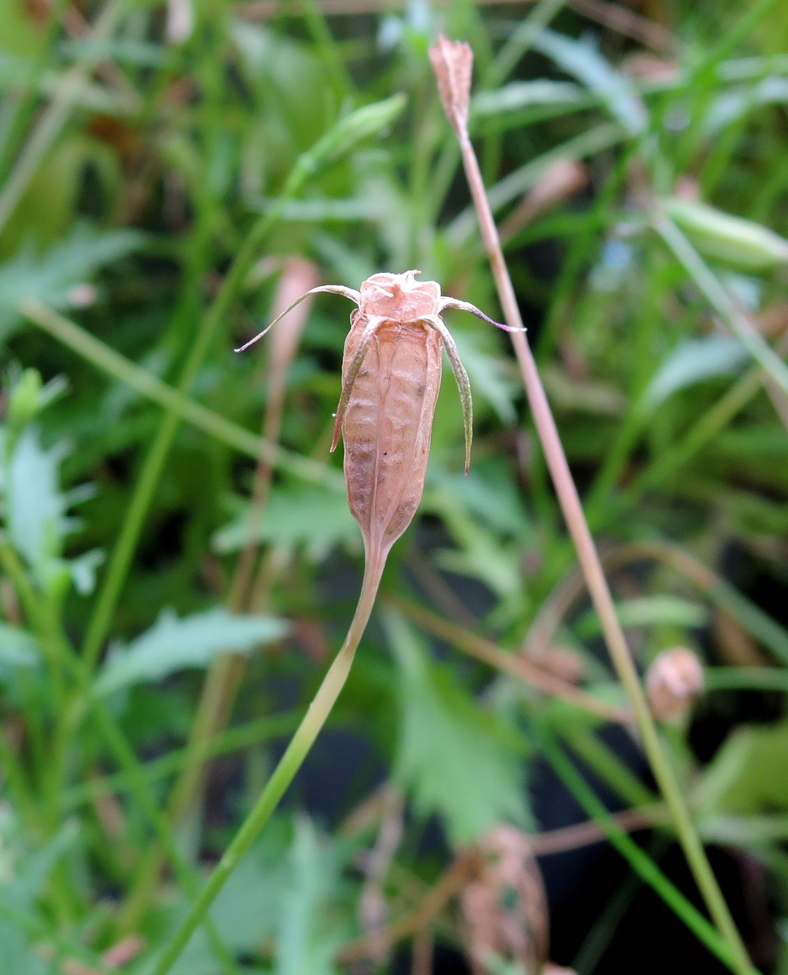 Image of Isotoma axillaris specimen.