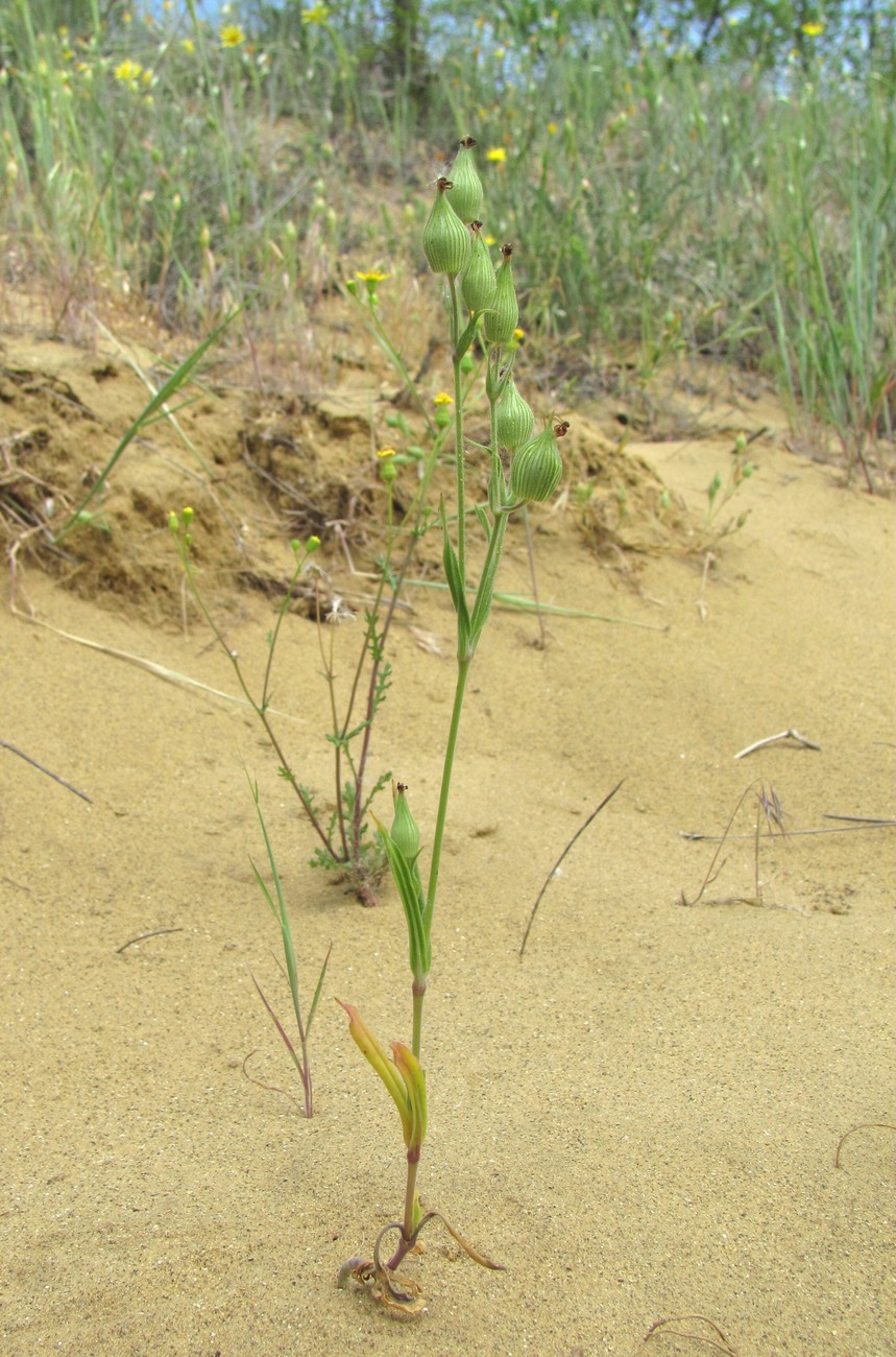 Image of Pleconax conica specimen.