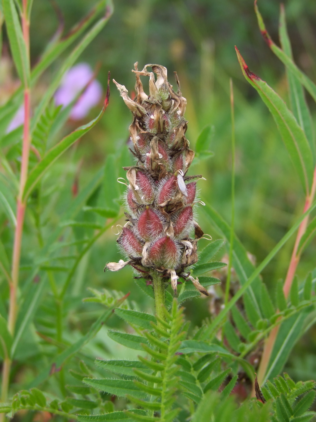 Изображение особи Astragalus danicus.