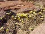 Ornithogalum rupestre