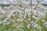 Valeriana wolgensis