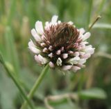 Trifolium fragiferum