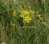 Senecio erucifolius