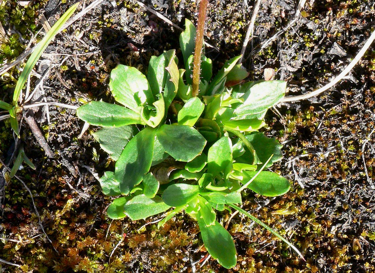 Image of Micranthes foliolosa specimen.