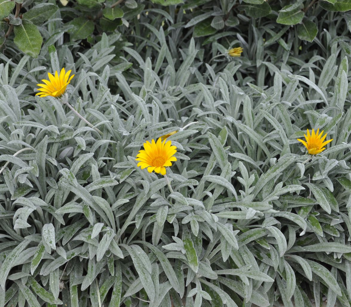 Image of Gazania rigens var. leucolaena specimen.