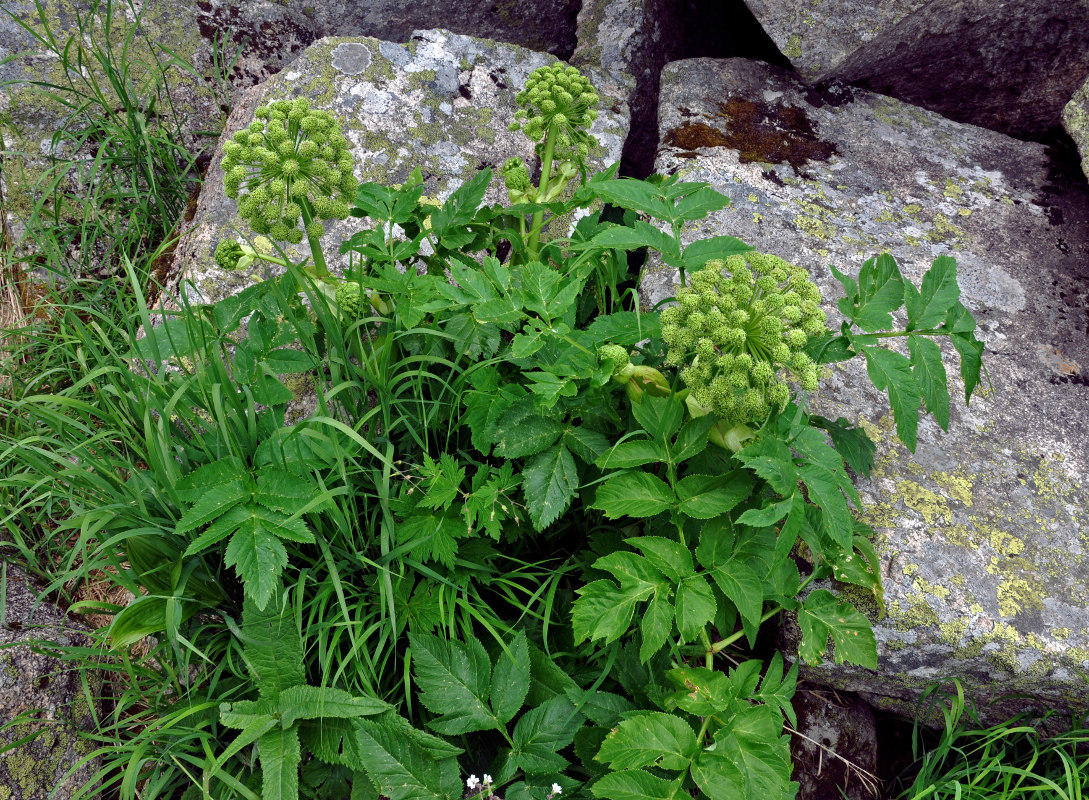 Изображение особи Archangelica sajanensis.