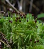 Sphagnum squarrosum. Верхушки гаметофоров с коробочками. Свердловская обл., окр. г. Заречный, Черемшанское болото, исток речки Пушкарихи. 02.08.2018.