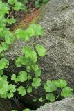 Ribes procumbens