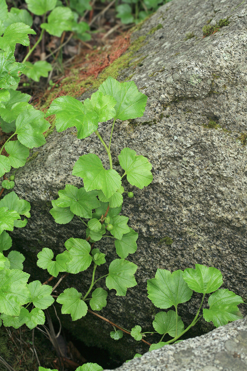 Image of Ribes procumbens specimen.