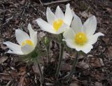 Pulsatilla uralensis