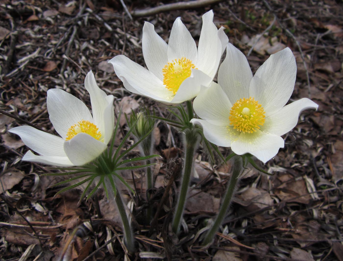 Image of Pulsatilla uralensis specimen.