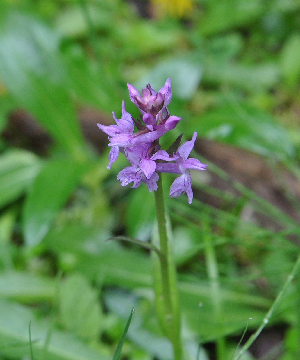 Изображение особи род Dactylorhiza.