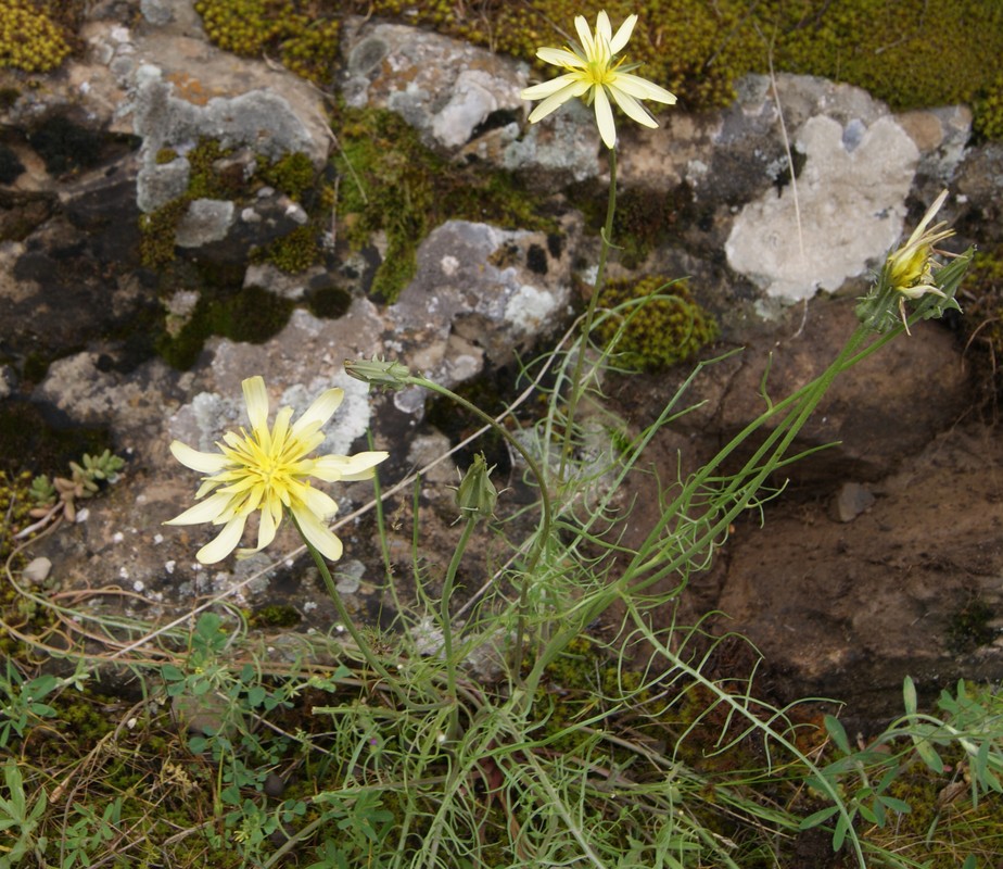 Image of Scorzonera laciniata specimen.