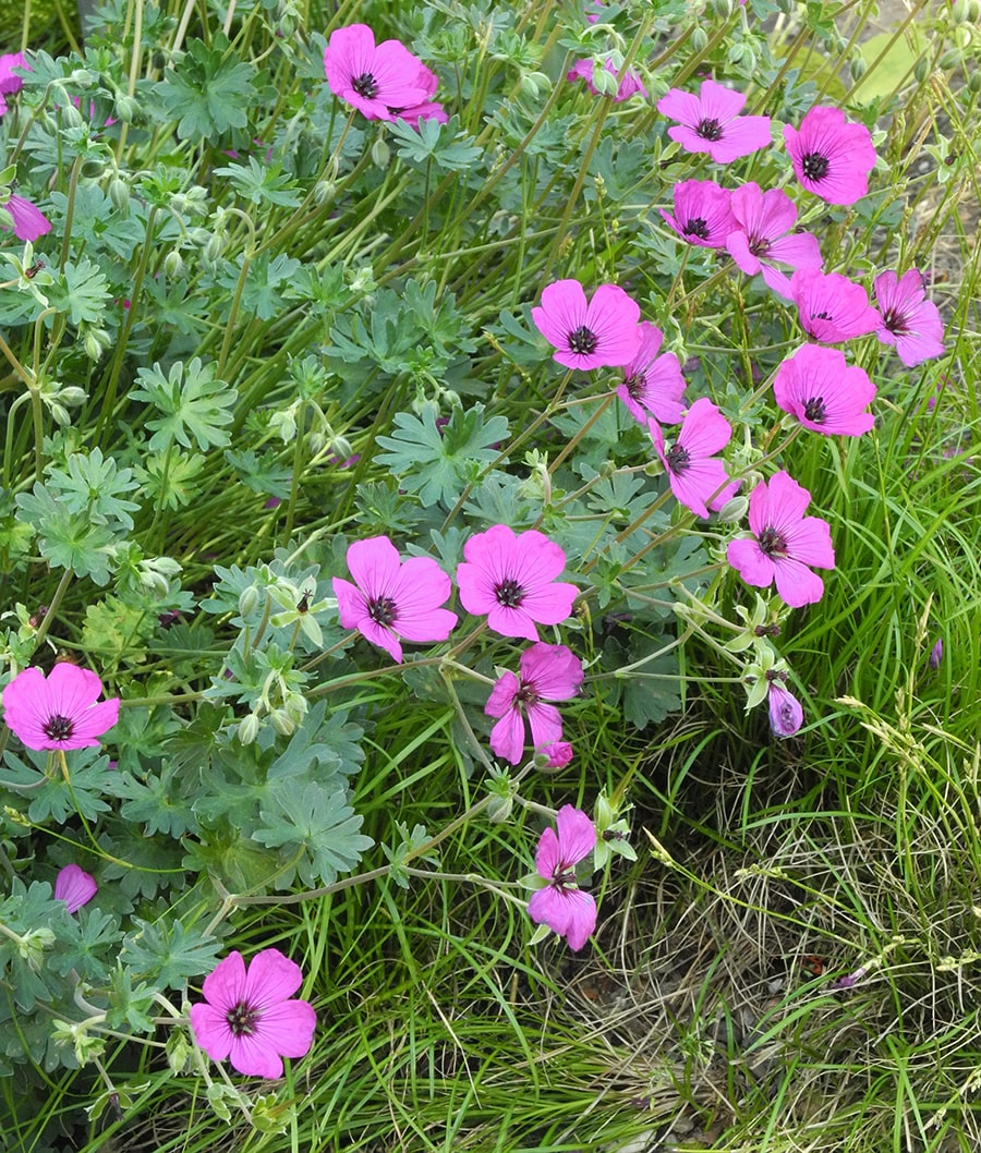 Image of Geranium subcaulescens specimen.