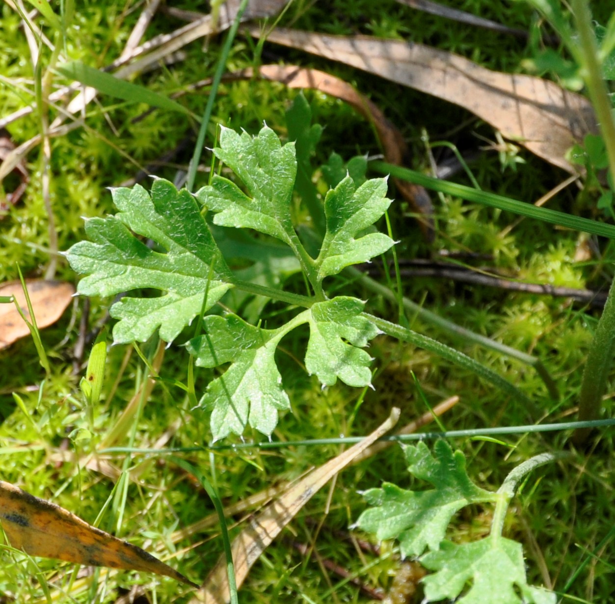 Изображение особи Ranunculus asiaticus.