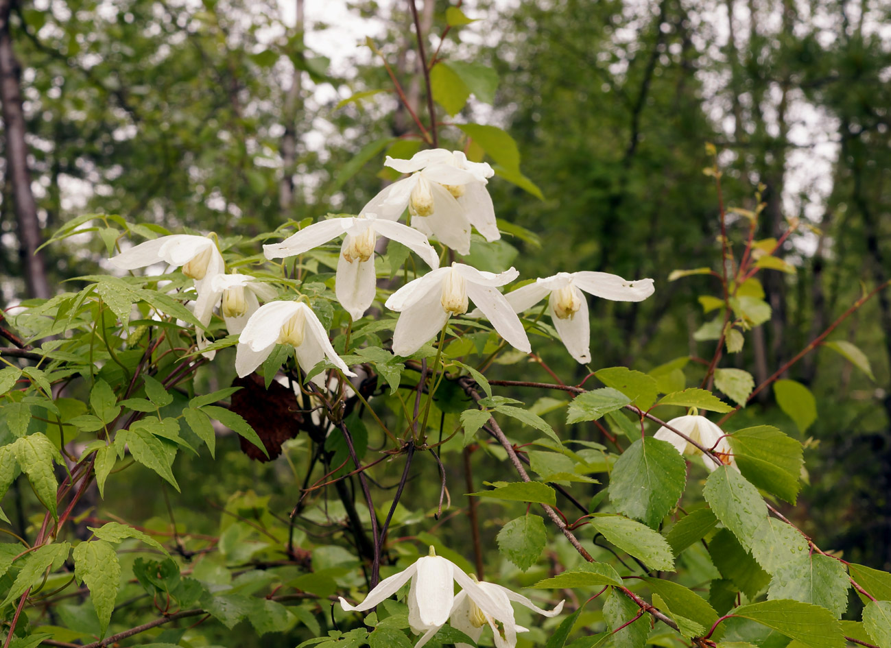 Изображение особи Atragene sibirica.