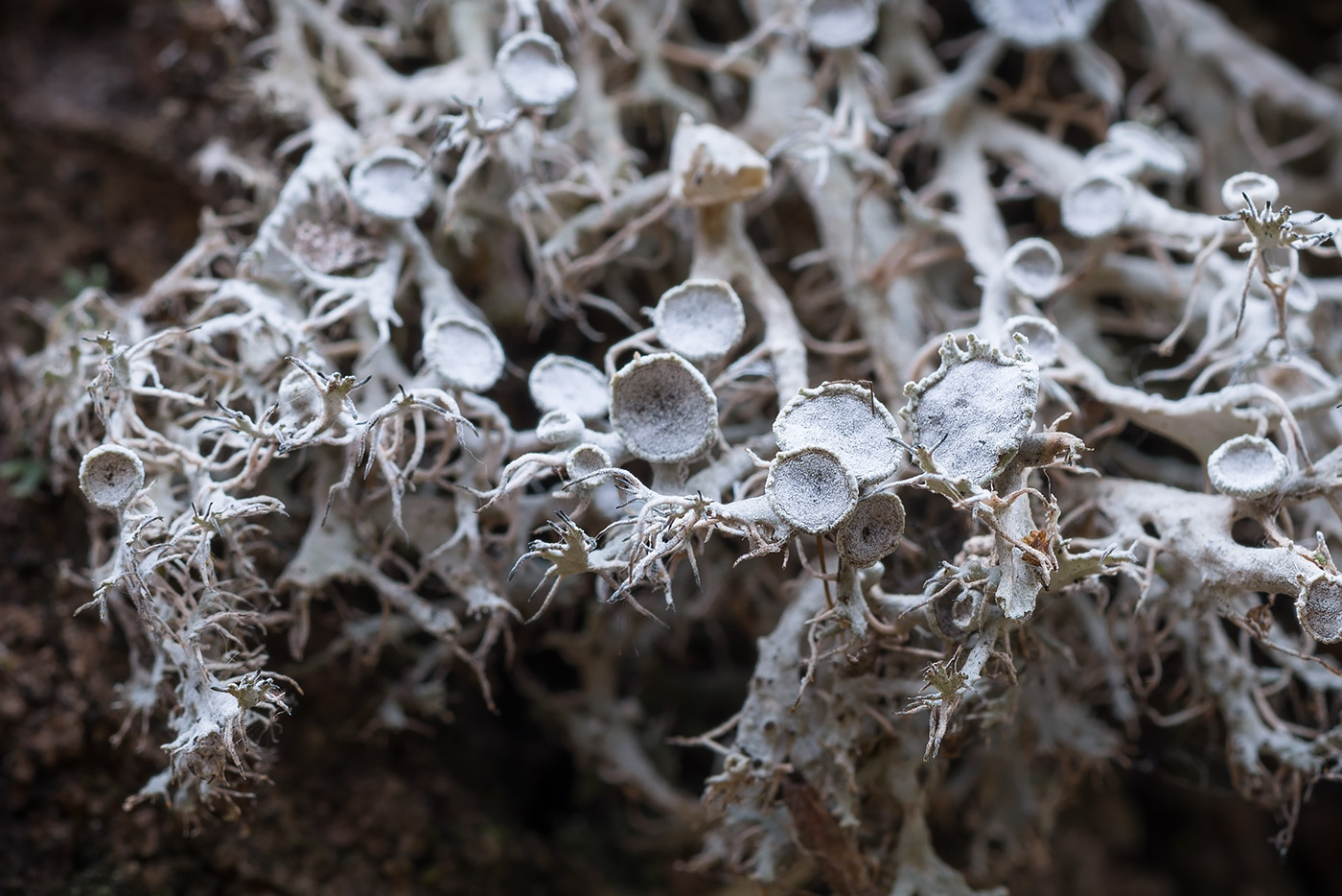 Изображение особи Anaptychia ciliaris.