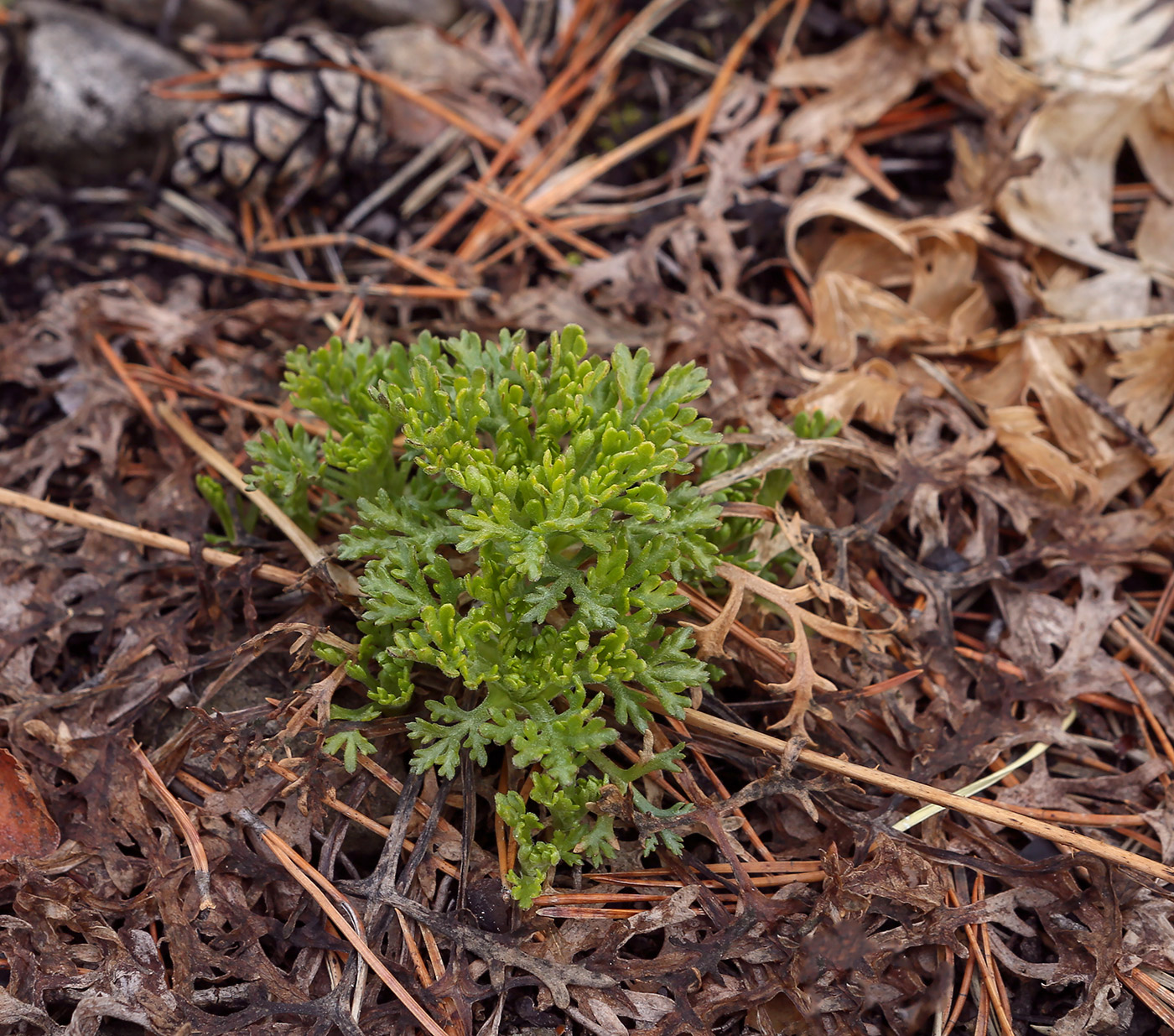 Image of Chrysanthemum zawadskii specimen.