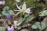 Erythronium caucasicum